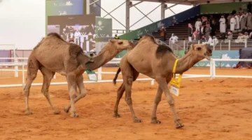 نايف العتيبي يتوج بلقب الذهب في مهرجان الإبل الأكبر بالمملكة ويقود المنافسة القوية 1